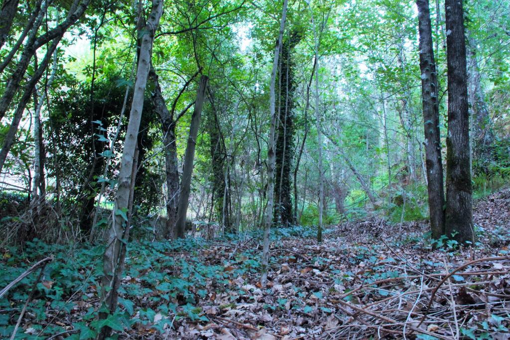 Eco Camping Juncal Otel Marco de Canavezes Dış mekan fotoğraf