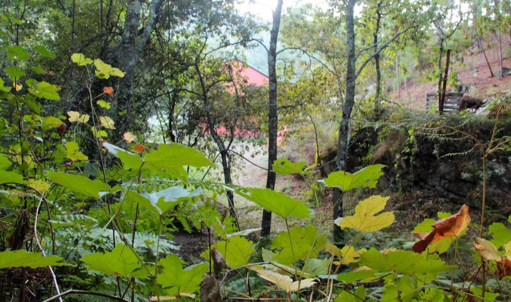 Eco Camping Juncal Otel Marco de Canavezes Dış mekan fotoğraf